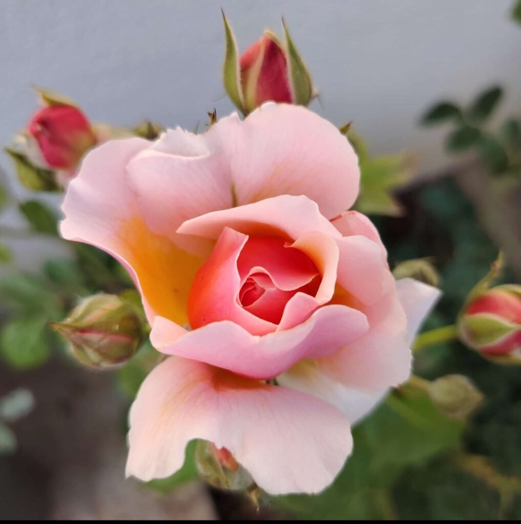 Eine rosafarbene Rose in voller Blüte.
