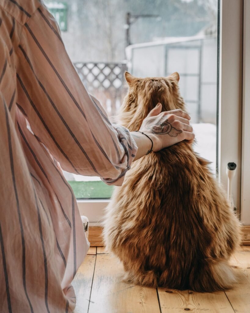Eine Frau krault ihre Katze am sonnigen Fenster.